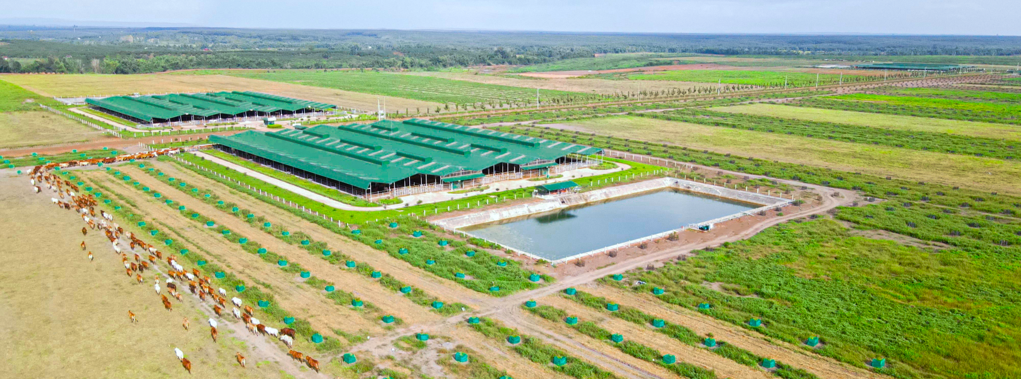 Banner về Thagrico