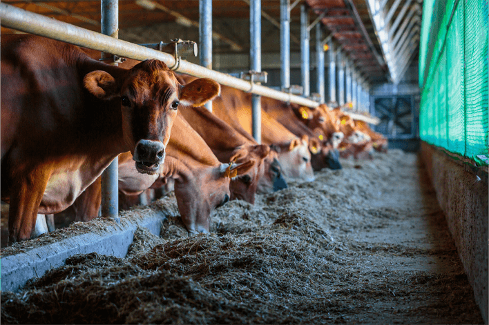 Ảnh lĩnh vực Thaco Agri