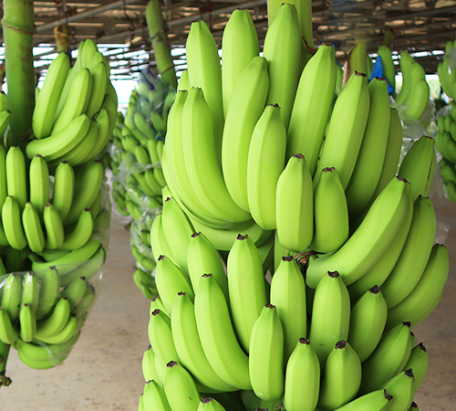 Ảnh lĩnh vực Thaco Agri