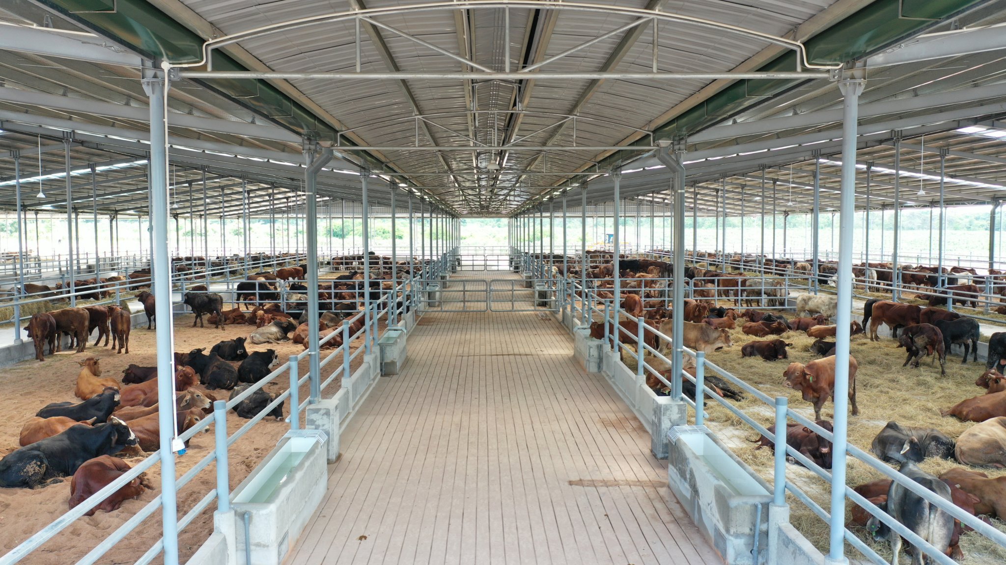 Đàn bò tại trang trại Ia Puch và quy trình chăm sóc đặc biệt 2