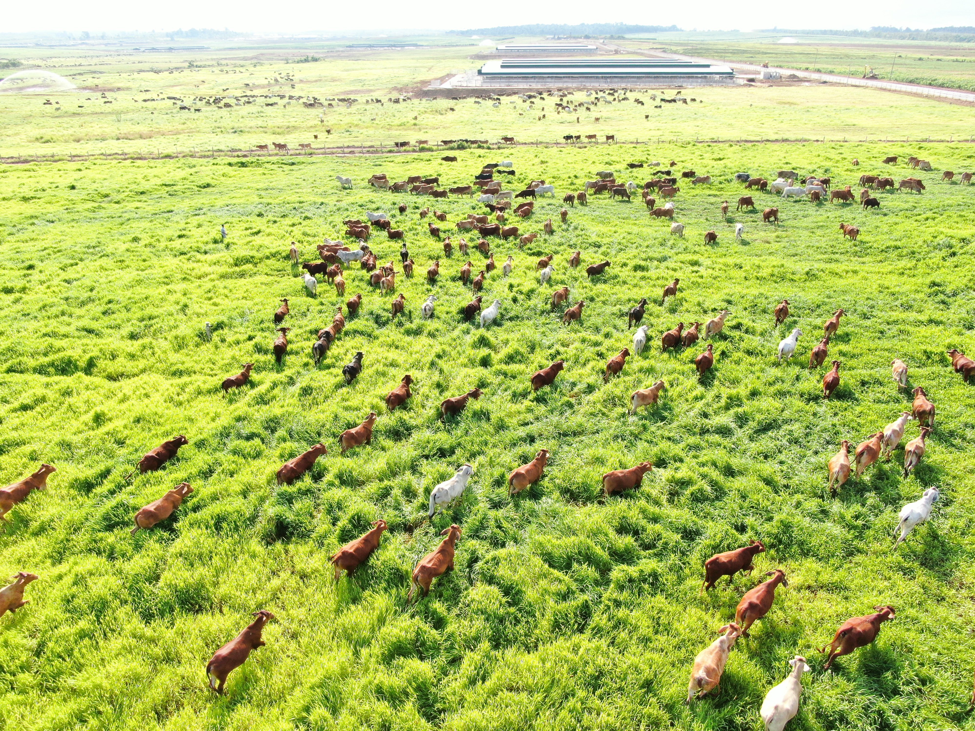 Cows in Ia Puch farm and special caring process