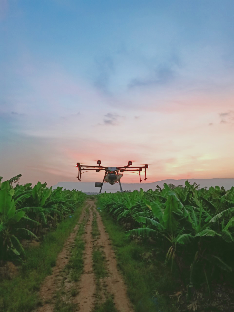 Mechanization in large-scale agricultural production