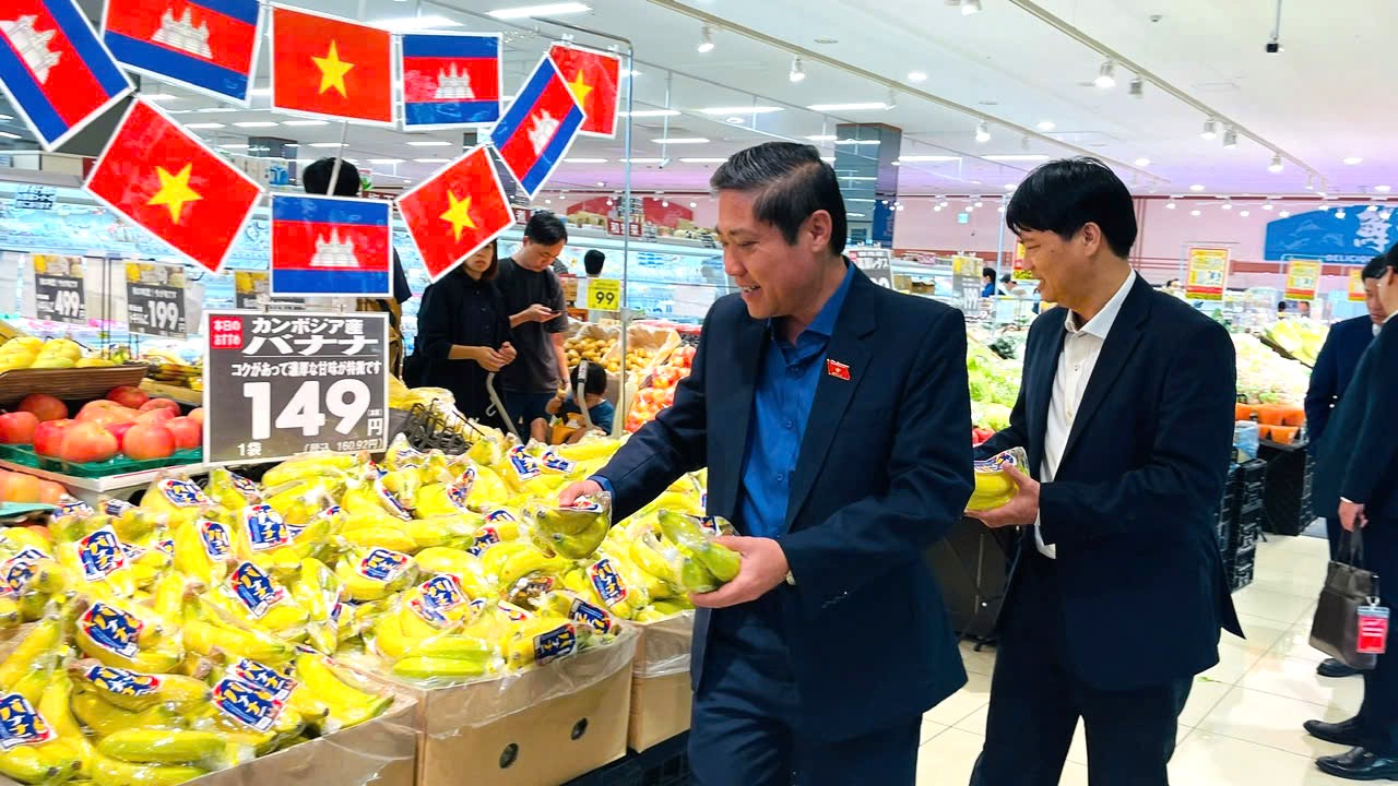 Chuối già Nam Mỹ của THACO AGRI được ưa chuộng tại Nhật Bản