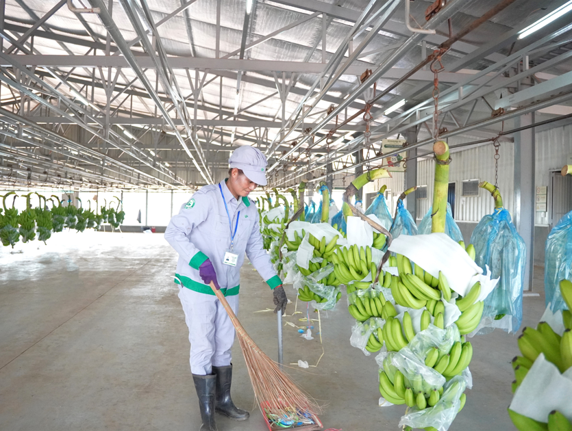 Agricultural workers work more professionally with 5S