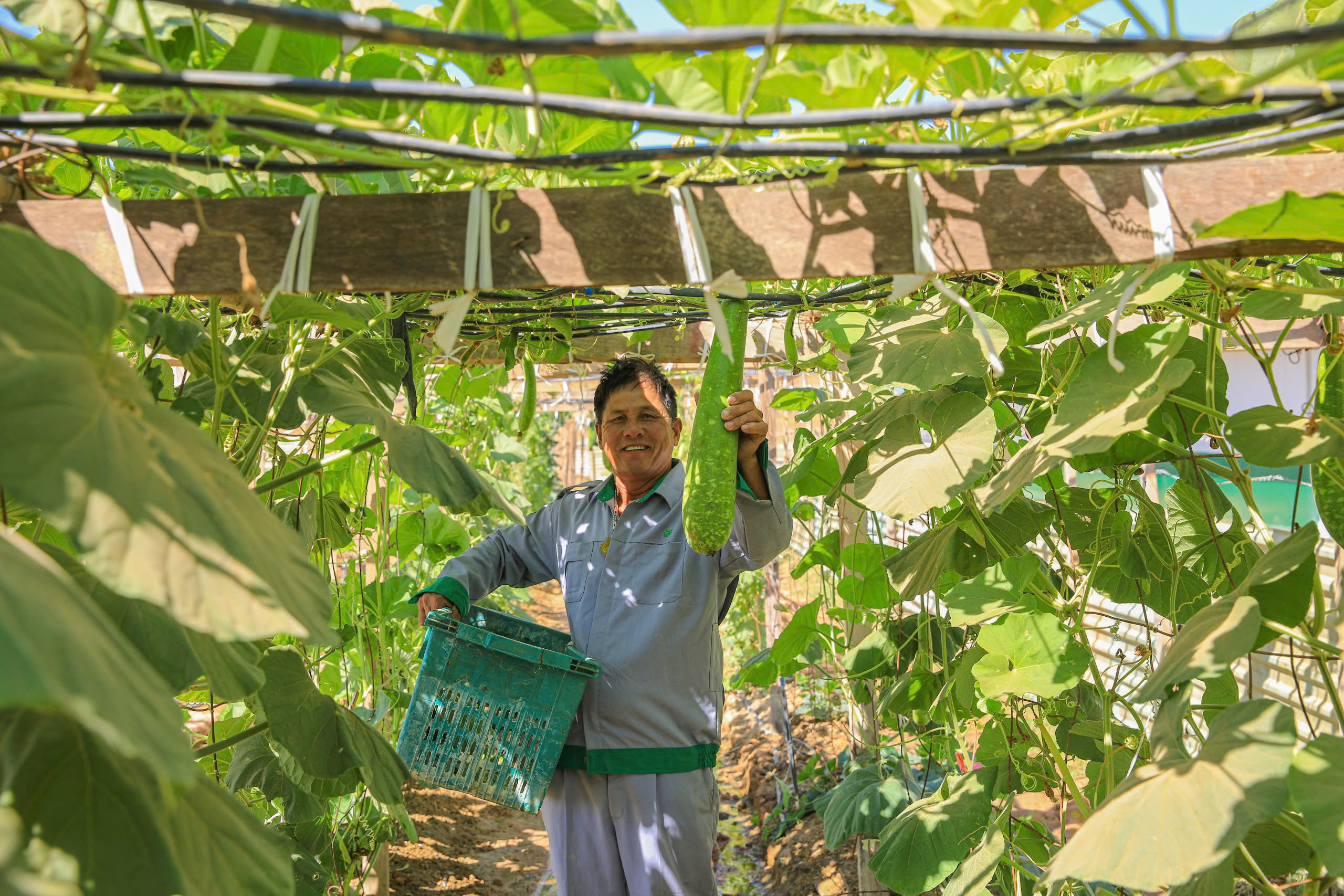 To ensure clean food for the workers' kitchen, HAGL Agrico Laos Complex has formed eight vegetable g...