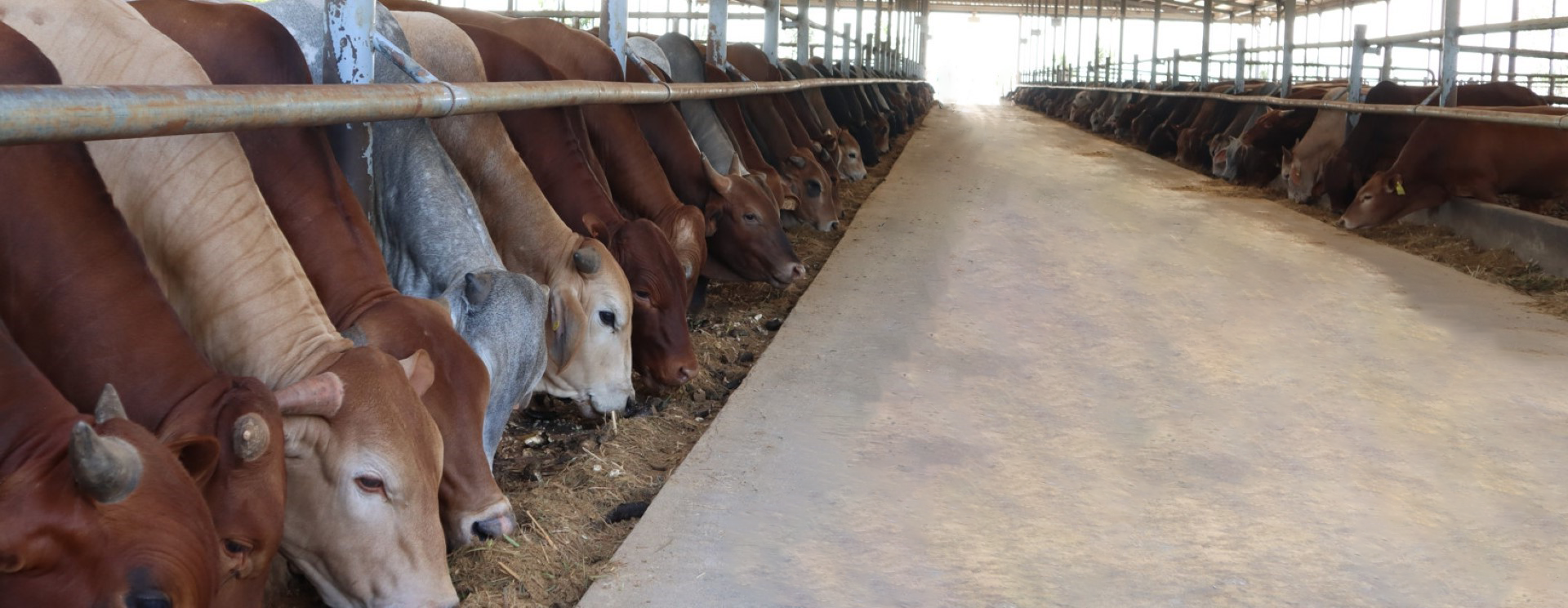 THACO AGRI provides the best quality fattening cows on the market