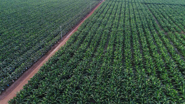 DEVELOPING FRUIT TREES IN CAMBODIA